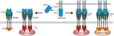 TNFR1 and TNFR2 in the Control of the Life and Death Balance of Macrophages